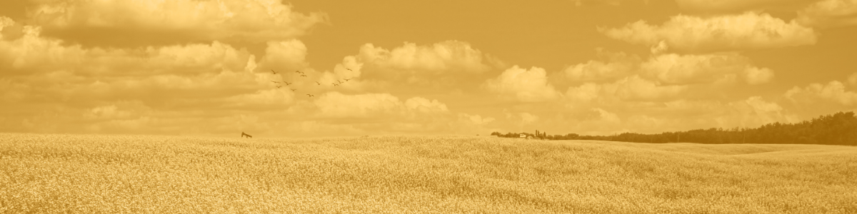 A photo of the the Alberta prairies edited with a wash of orange for the National Day for Truth and Reconciliation. 